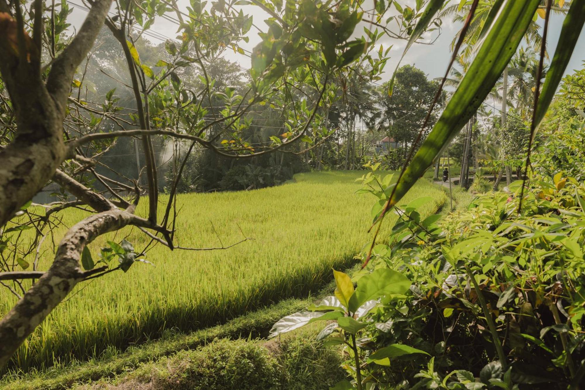 Villa Lumbung Ubud Exteriör bild